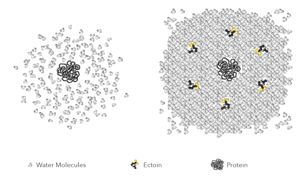 Ectoin Molecule in action by Dr Dennis Gross Skincare