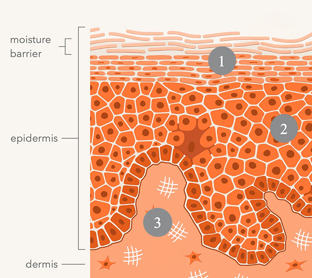 Advanced Retinol + Ferulic Eye Serum | Dr. Dennis Gross