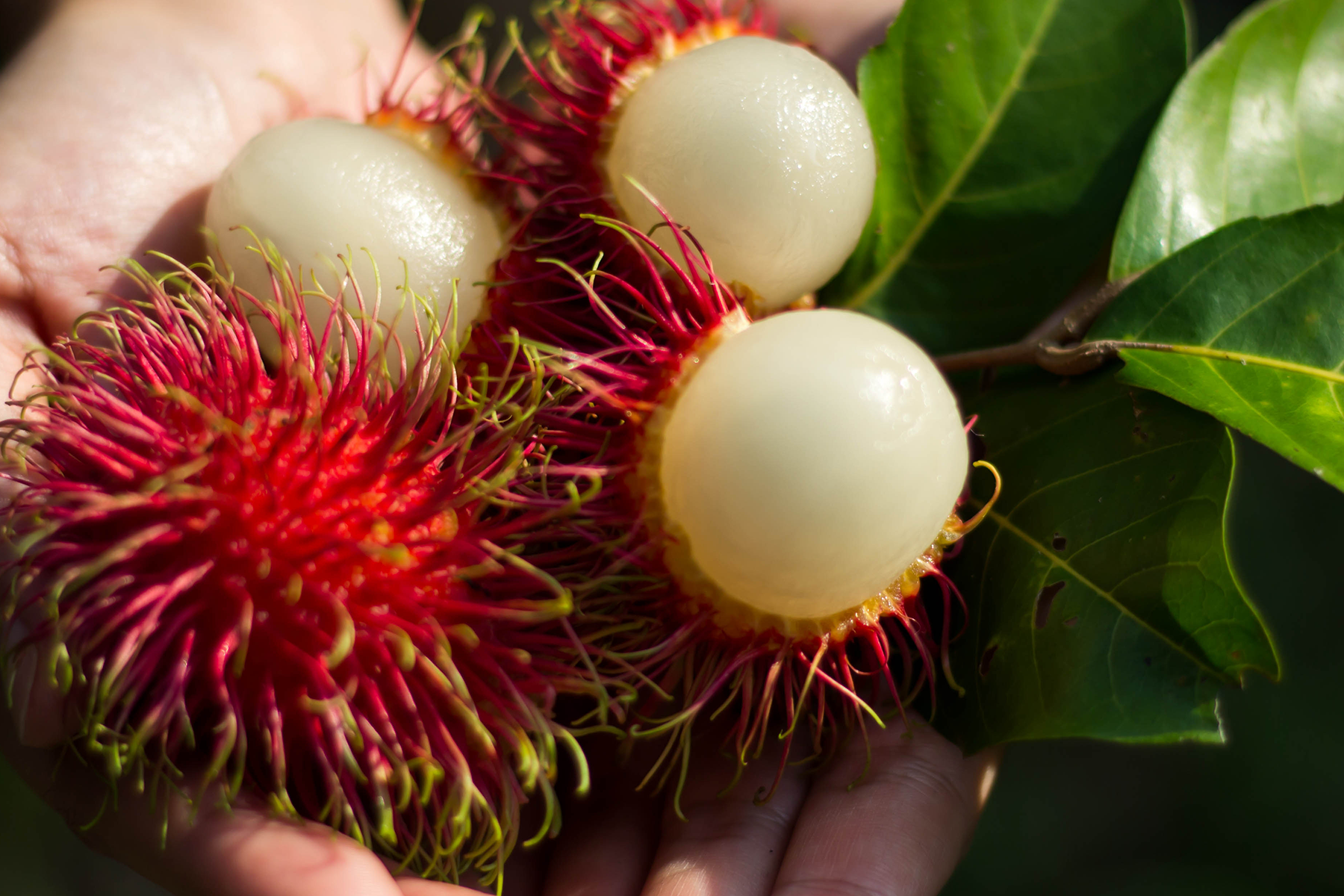 Rambutan fruits and leaves