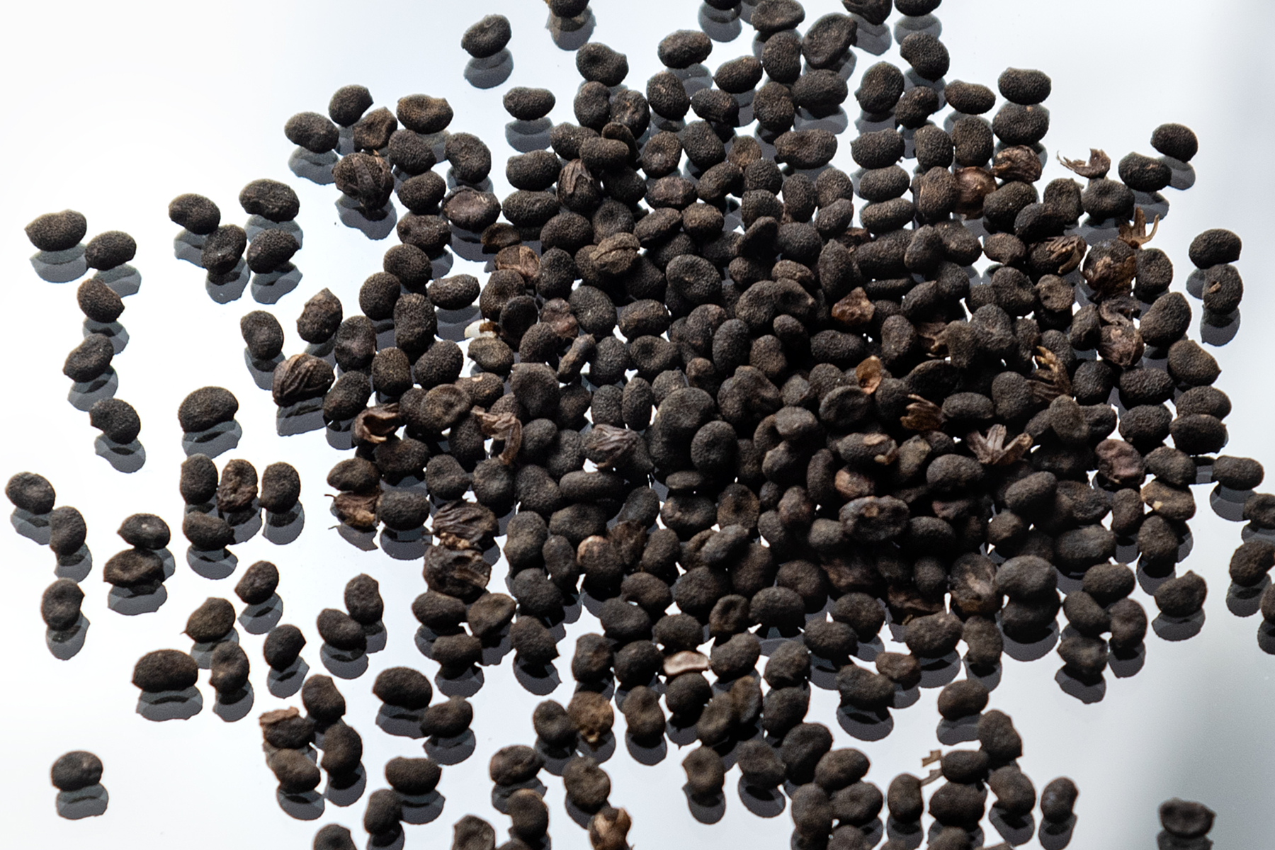 Babchi seeds
