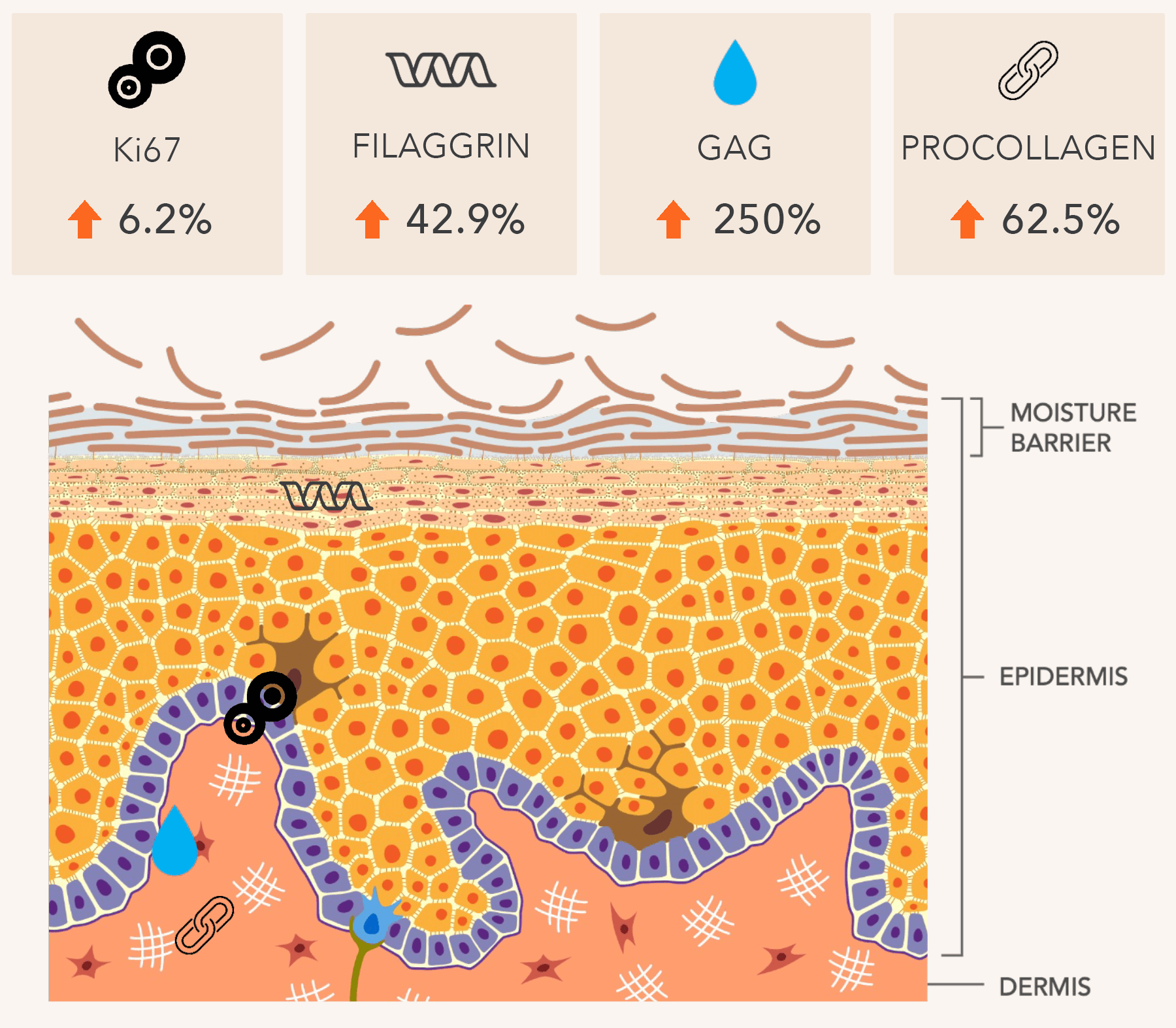 Clinical Study for Alpha Beta Daily Peel Extra Strength graphic